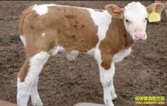 ��ţ���Ͳ���֢״�����η���