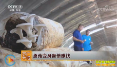 [ũ�����]�����������������ֲĢ����������׬Ǯ