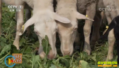 [ÿ��ũ��]����������ֳ����������˶���Ҷ���۷���