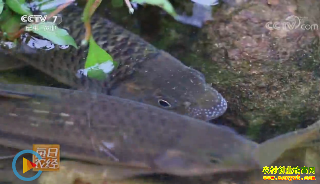 [ÿ��ũ��]�㽭�������׷�׬Ǯ���� ������Ϫˮ��Ч���