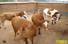 ����������ţ����ѩ�Ϻ�������ţ��ֳ����Ҫ��