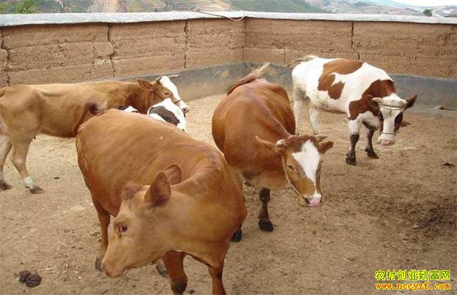 ����������ţ����ѩ�Ϻ�������ţ��ֳ����Ҫ��