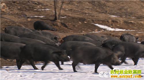 [�¸���]����˾��ʹ���� һ�ꡰ������һ���� 20181225 