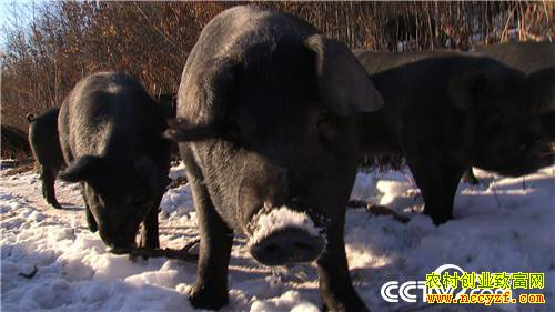 [�¸���]����˾��ʹ���� һ�ꡰ������һ���� 20181225 