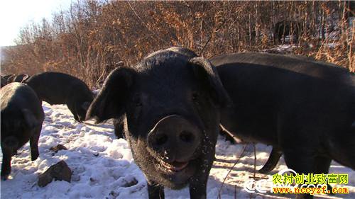 [�¸���]����˾��ʹ���� һ�ꡰ������һ���� 20181225 