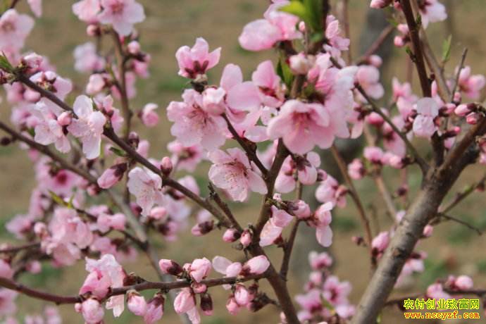 ɽ����ƽ������ƽ��������������������һ������20��