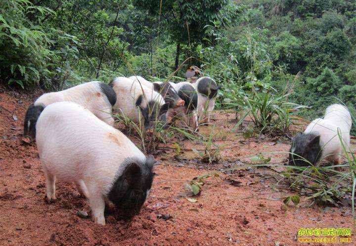 ������Ϫ���������ɽ�������������¸���