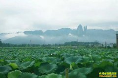 �㽭��ɽ������ֲ�л�ѩź�ӹ��ֹ�ѩź�泩���г�