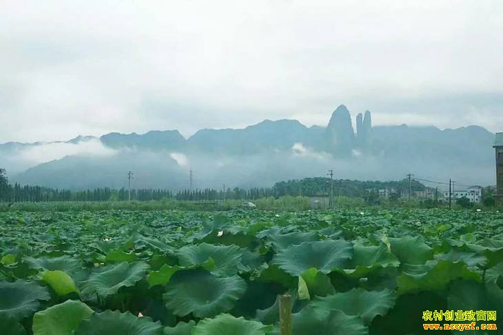 �㽭��ɽ������ֲ�л�ѩź�ӹ��ֹ�ѩź�泩���г�