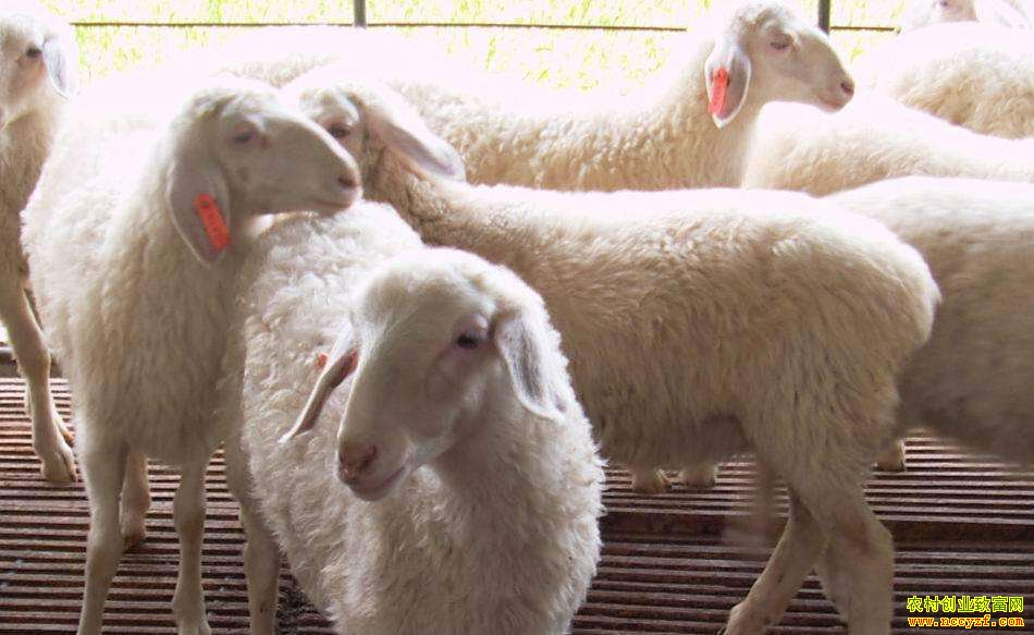 ��۸���� ��ֳ��������������ģ��