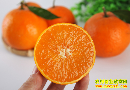 2019����ֲʲôˮ��׬Ǯ��������