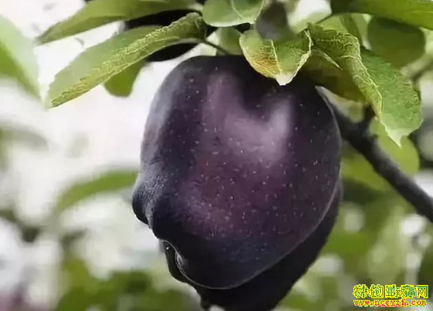 2019����ֲʲôˮ��׬Ǯ��������ƻ��