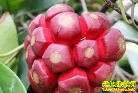 2019����ֲʲôˮ��׬Ǯ�������ȣ����ϻ���