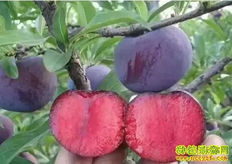 2019����ֲʲôˮ��׬Ǯ����������