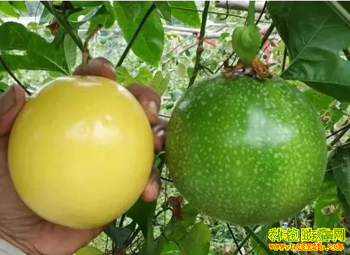 2019����ֲʲôˮ��׬Ǯ���ƽ�����