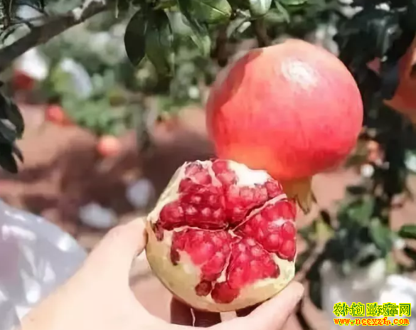 2019����ֲʲôˮ��׬Ǯ����ͻ��˹������ʯ��