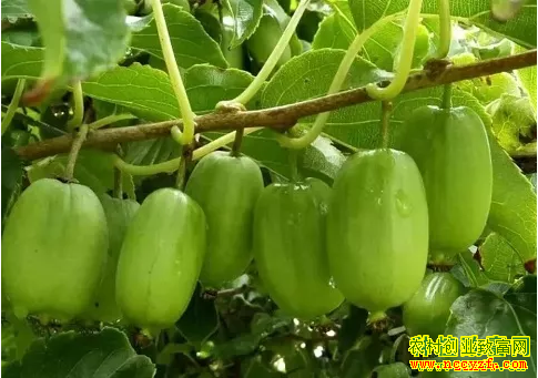 2019����ֲʲôˮ��׬Ǯ������⨺���