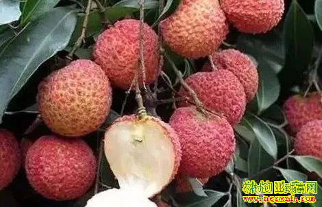 2019����ֲʲôˮ��׬Ǯ���޺���֦