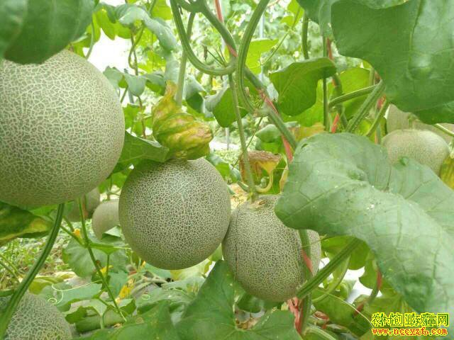 2019����ֲʲôˮ��׬Ǯ��õ���