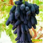 2019����ֲʲôˮ��׬Ǯ��