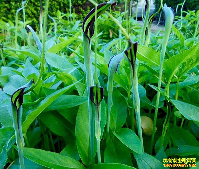 2019����ֲʲô��ҩ��Ʒ�ֺ�׬Ǯ��������