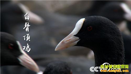 [�¸���]���Ӵ��۹ⶾ С��һֻ�������������240Ԫ 20190110 