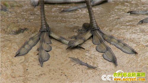 [�¸���]���Ӵ��۹ⶾ С��һֻ�������������240Ԫ 20190110 