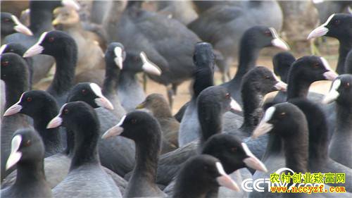 [�¸���]���Ӵ��۹ⶾ С��һֻ�������������240Ԫ 20190110 