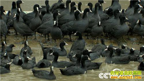 [�¸���]���Ӵ��۹ⶾ С��һֻ�������������240Ԫ 20190110 