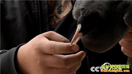 [�¸���]���Ӵ��۹ⶾ С��һֻ�������������240Ԫ 20190110 