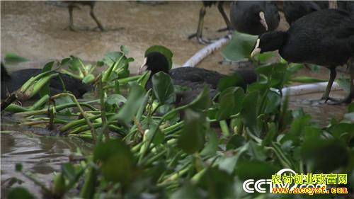 [�¸���]���Ӵ��۹ⶾ С��һֻ�������������240Ԫ 20190110 