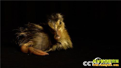 [�¸���]��Ǯ������ ��ʵ�ͽ�������׬Ǯ�ܷ�� 20190115 