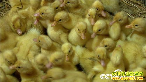 [�¸���]���շ���½ȫ����Ѽ��Ѽ��׬Ǯ�ܷ��