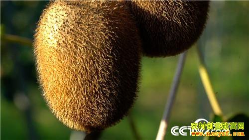 [�¸���]��Ǯ������ ��ʵ�ͽ�������׬Ǯ�ܷ�� 20190115 