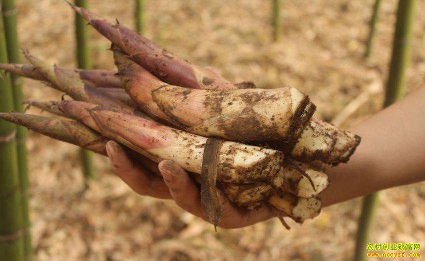 �㽭����¥������ֲ����۸񳬹������