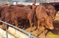 �Ĵ���������ΰ��ֳ����ţ��ת����Ǯ��