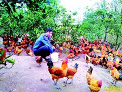 �Ĵ�������Фƽ��ֳ��ɽ������ʮ����