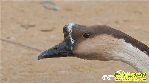 [�¸���]����˽��Ǯ ��ס�Ϸ��� ���ϵ��¶�׬Ǯ 20190117