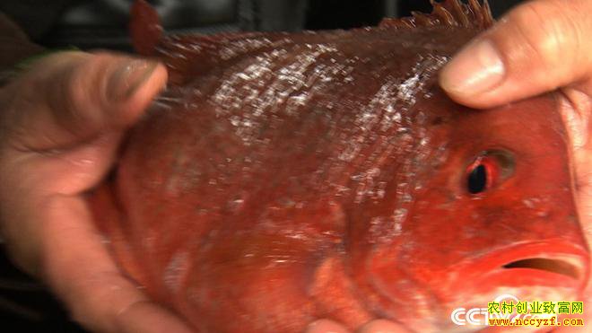 ˮ�µ�ϡ��Ƹ� һ����Ҫ��300��