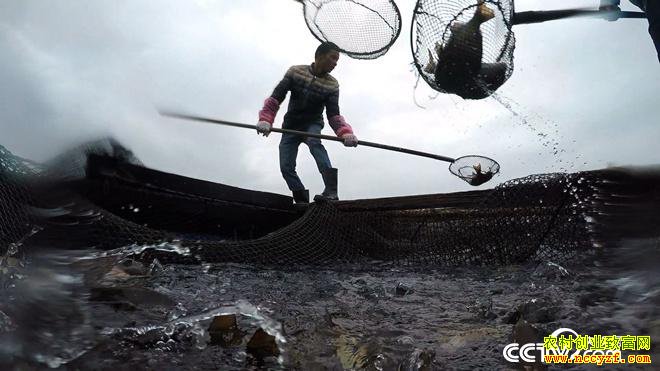 ˮ�µ�ϡ��Ƹ� һ����Ҫ��300��