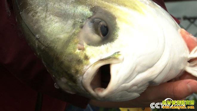 ˮ�µ�ϡ��Ƹ� һ����Ҫ��300��