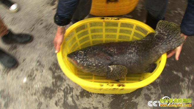 ˮ�µ�ϡ��Ƹ� һ����Ҫ��300��