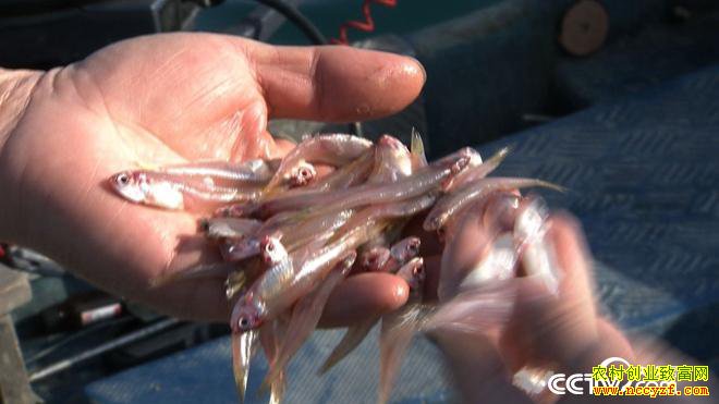 ˮ�µ�ϡ��Ƹ� һ����Ҫ��300��