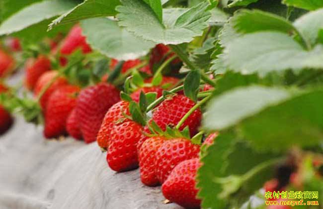 ɽ�����չ���һ����ʦ�����������ù��������ֲ�ݮ