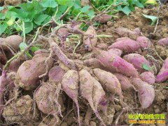 ��ֲ����Ҫ���� ������·����Ҫ