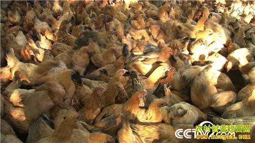 [�¸���]�Ѽ������ߡ� �۸񷭱� 20190121 