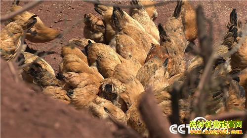 [�¸���]�Ѽ������ߡ� �۸񷭱� 20190121 