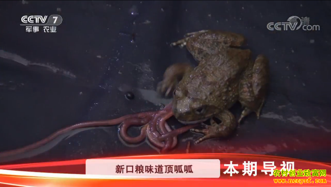 [�Ƽ�Է]��ܸ�ʳ�� ������ʯ�� 20190124