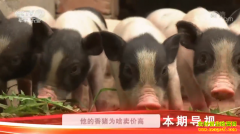 [�Ƽ�Է]�ӱ���ɽ����ϼ�������������