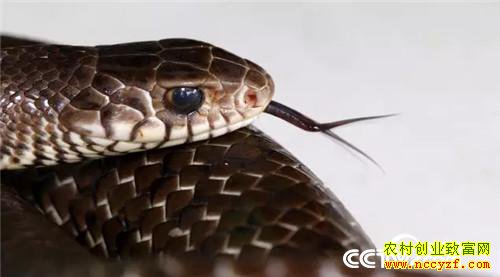 [�¸���]�����������´� ���Ż��������� 20190211 